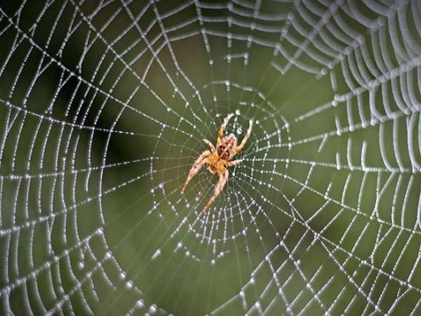 Hình ảnh con nhện theo tâm linh