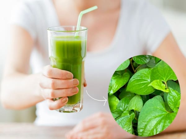 Rau Diếp Cá có tốt cho gan không