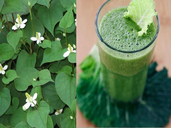 Rau diếp cá có tốt cho gan không, uống thời điểm nào tốt nhất