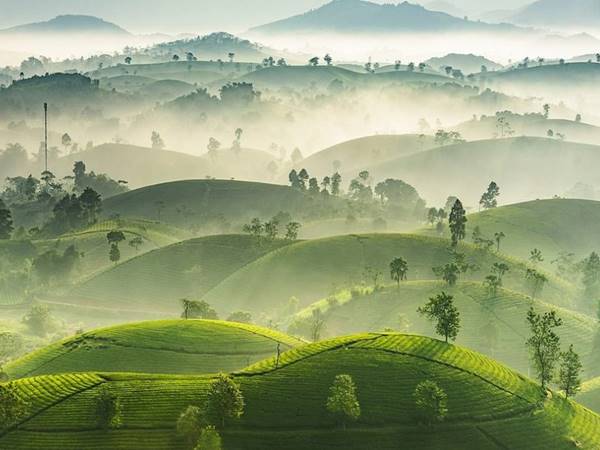 Thấy đồi chè xanh thường xuất hiện con số đẹp nào 2 Thấy đồi chè xanh thường xuất hiện con số đẹp nào 2