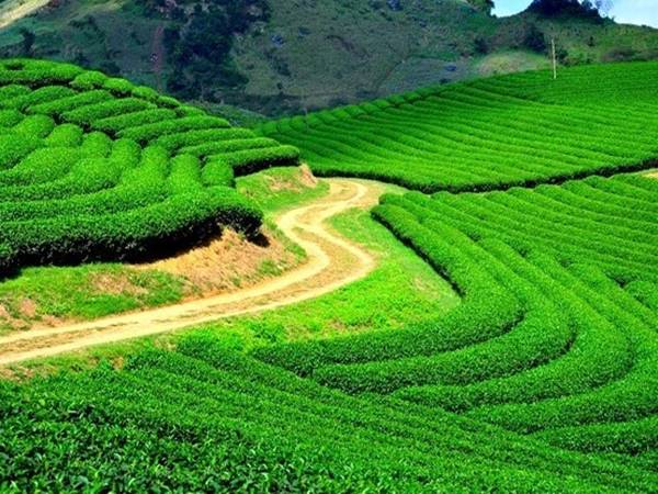 Thấy đồi chè xanh thường xuất hiện con số đẹp nào Thấy đồi chè xanh thường xuất hiện con số đẹp nào