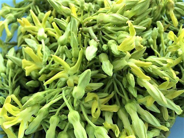 Vô tình thấy giàn hoa thiên lý có con số gì may mắn?