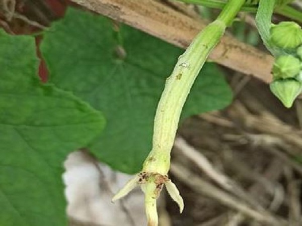 Chiêm bao thấy quả mướp bị hư, thối hoặc sâu