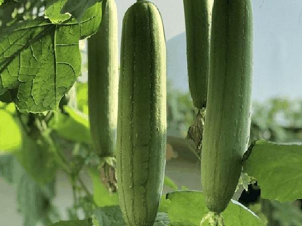 Nằm mơ thấy quả mướp trên cây