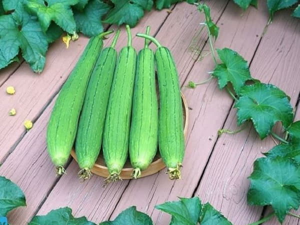 Ý nghĩa của giấc mơ thấy quả mướp