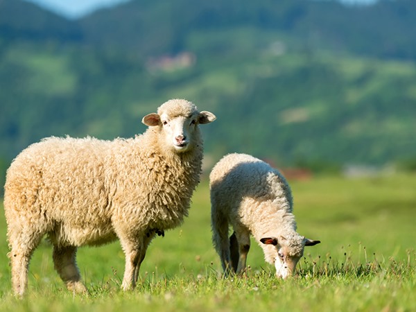 Ngủ mơ thấy con cừu báo mộng điềm gì tốt hay xấu?