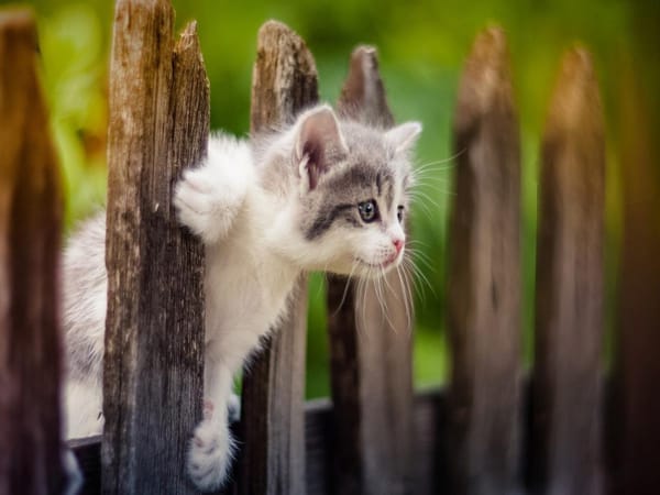 Nuôi mèo theo phong thủy: Hợp tuổi – hợp mệnh mới đem lại may mắn