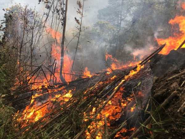 Chiêm bao thấy cháy rừng không thể dập tắt